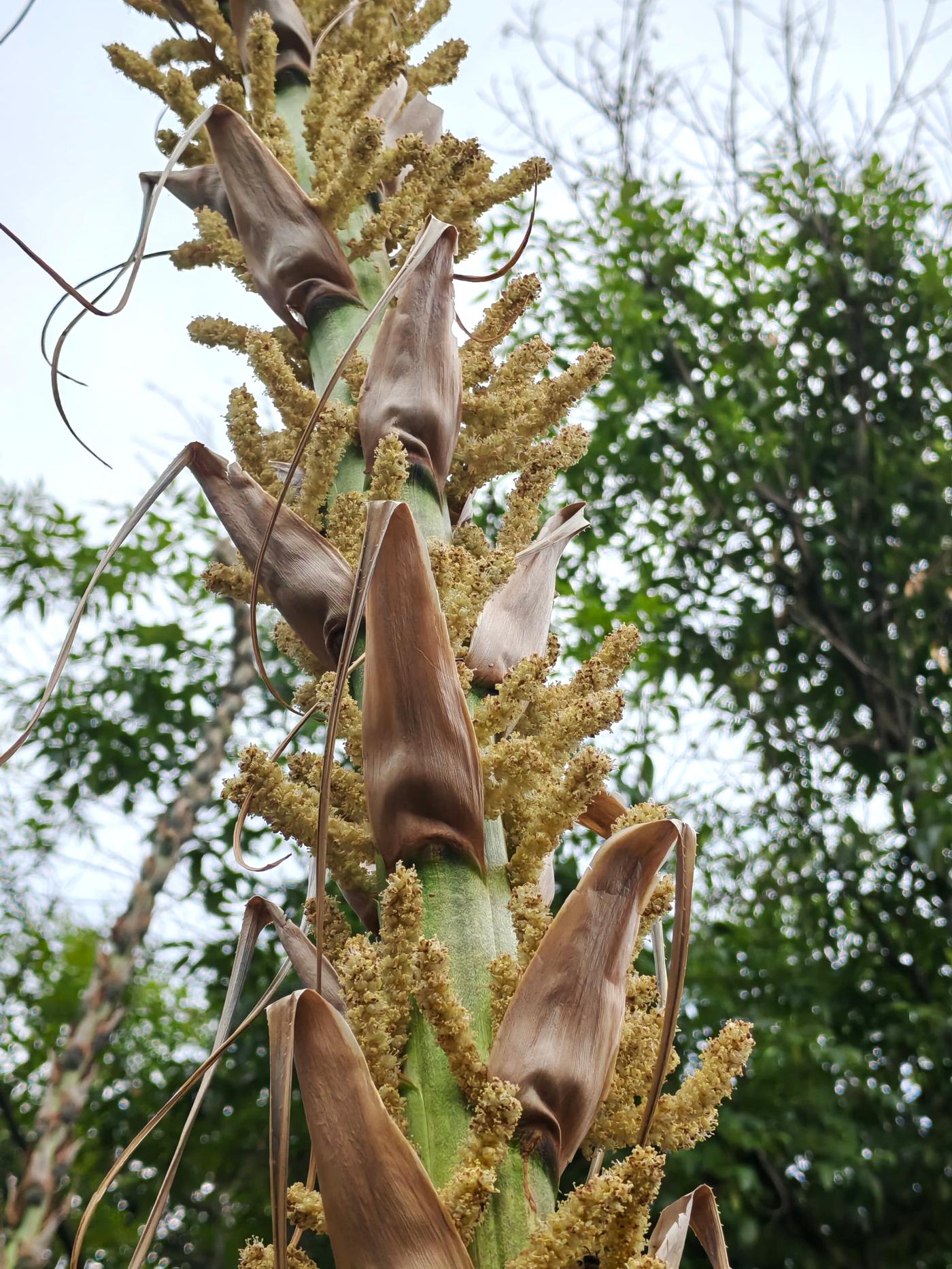 Dasylirion acrotrichum image
